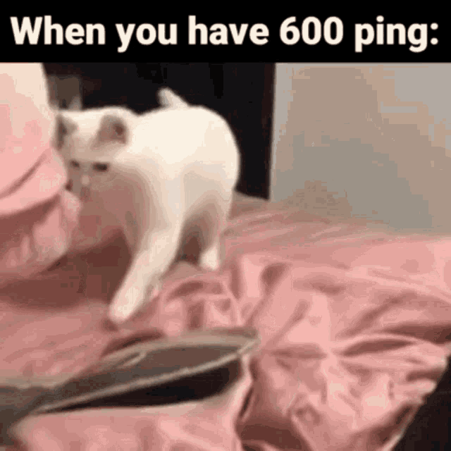 Ping Meme GIF - Ping Meme Cat GIFs