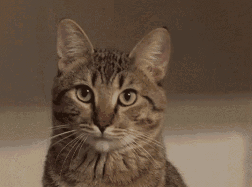 Sleepy Cat GIF - Sleepy Cat Time To Sleep GIFs