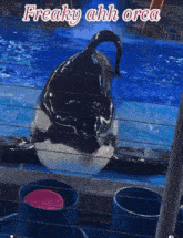 a picture of a killer whale with the words freaky ahh orca below it