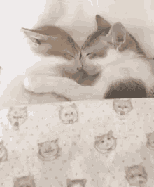 Cats Sleep GIF - Cats Sleep Dyphobic GIFs