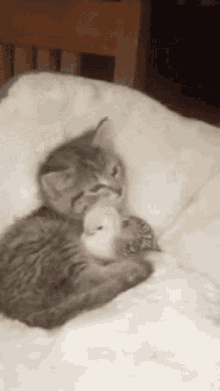 Cute Kitten And Bird GIF - Cute Kitten And Bird Cuddle GIFs