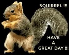 Dance Squirrel GIF - Dance Squirrel Funny GIFs