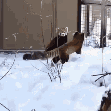 Red Pandas Playing In The Snow GIF