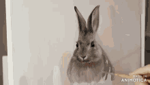 a person is painting a rabbit with a brush and the words made in animotica can be seen in the corner