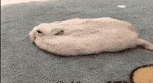 a white cat is laying down on a blue blanket
