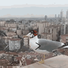 Gaviota Graciosa Volar Bird GIF