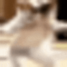 a blurred image of a cat standing on a table .