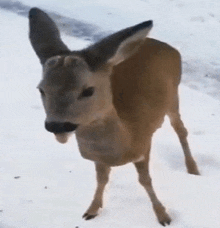 a small brown deer standing in the snow