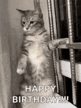 a cat is standing on its hind legs in front of a window and saying happy birthday .