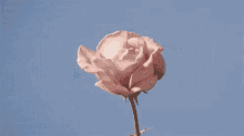 Bloom. GIF - Rose Pink Flowers GIFs