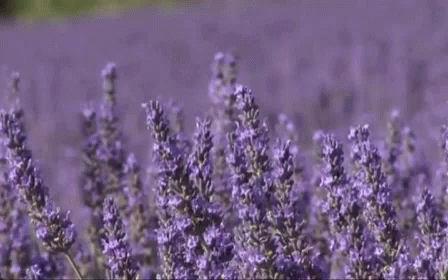 lavender-flower.gif