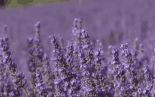 Lavender Flower GIF - Lavender Flower Windy GIFs