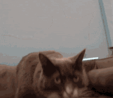 a brown cat is laying on a couch looking at the camera