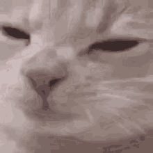 Cat Munch GIF - Cat Munch Cat Lick GIFs