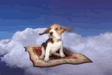 beagle in flight flying cute