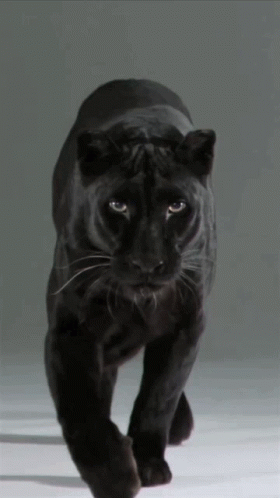 Panther GIFs | Tenor