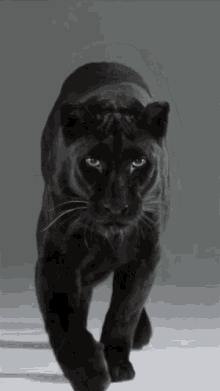 Panther Black Panther GIF - Panther Black Panther Wild Animal GIFs