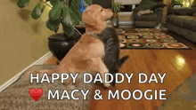 Cats Dogs GIF - Cats Dogs Cute GIFs
