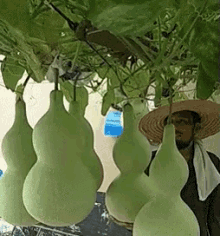 植物 葫芦 GIF - Gourd Plant GIFs