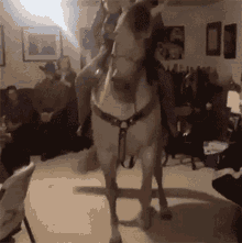 Cavalo Horse GIF - Cavalo Horse Cowboy GIFs