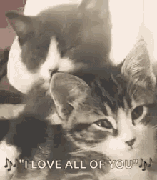 Kitten Love GIF
