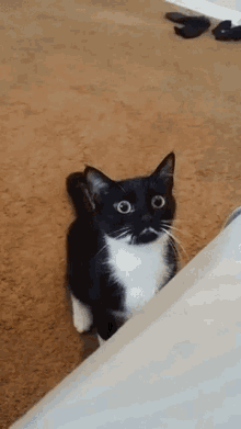 cat excited angry shocked attack