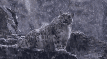 Cat Water GIF - Cat Water Snow GIFs
