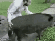 Razorback Hog Pig Riding GIF - Razorback Hog Pig Riding Wild Pig GIFs