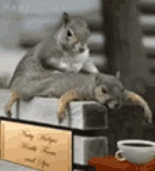 Squirrel Massage GIF - Squirrel Massage Relax GIFs