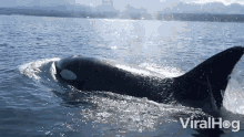 resurfacing orca viralhog swimming enjoying the seawater