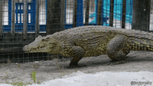 Gator Running GIF - Gator Running Alligator GIFs