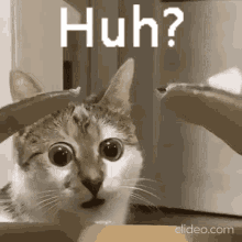 Huh Cat GIF - Huh Cat Wide Eye GIFs