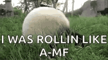 Rolling Panda Amf GIF - Rolling Panda Amf Rolling GIFs