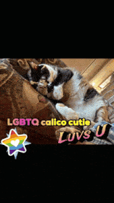 a cat laying on a couch with the words lgbtq calico cutie luvs u on the bottom