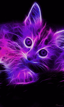 Cat Cats GIF - Cat Cats GIFs