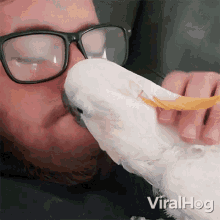 Kissing My Owner Viralhog GIF