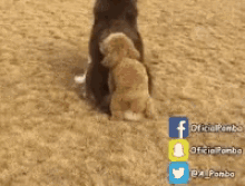 Sarrar Dog GIF - Sarrar Dog Ops GIFs