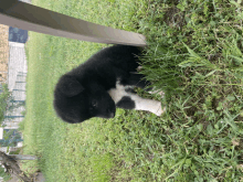 a black and white puppy laying in the grass next to a wooden post
