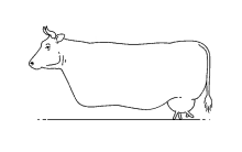 cow walking udder teat