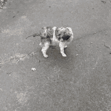 a small black and white dog standing on a concrete sidewalk