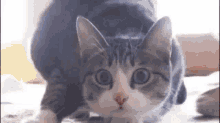 Cat Wiggle GIF - Cat Wiggle Hunting GIFs
