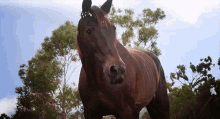 :P GIF - Horse Horses Equine GIFs