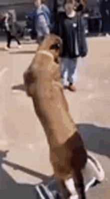 a dog is standing on its hind legs on the sidewalk .