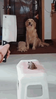 Prank Dog GIF - Prank Dog Pup GIFs