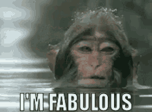 Monkey Im Fabulous GIF - Monkey Im Fabulous GIFs