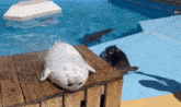a seal is laying on a wooden dock next to a pool