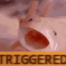Triggered Axolotl GIF - Triggered Axolotl Meme GIFs