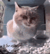 a cat is sitting on a table with its eyes closed and looking at the camera .
