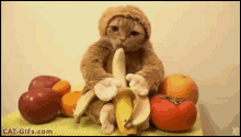 a cat dressed up as a monkey is eating a banana