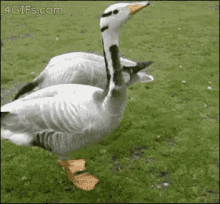 Happy Ducks GIF - Happy Ducks Tippy GIFs